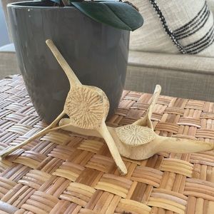 Taxidermy Dolphin Bones Vertebrae Set